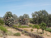 Papaya