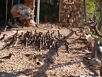 Hornbills