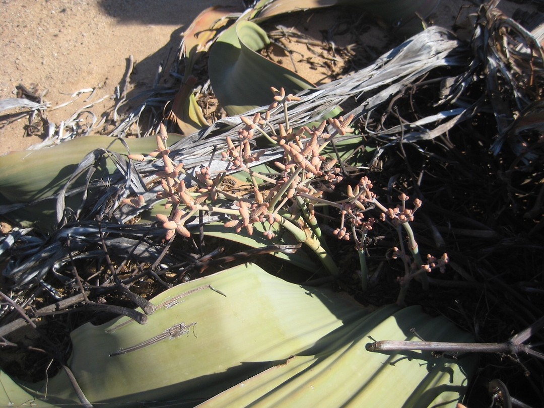 Plant in Messum Crater