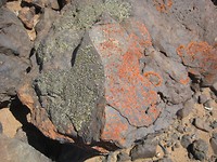 Lichen