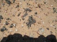 Lichen, ene helft alg, heeft chlorophyl, andere helft fungus