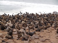 Cape Cross, zeehonden kolonie