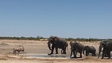 Olifantjes in Etosha