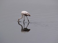 Lesser flamingo