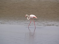 Greater flamingo