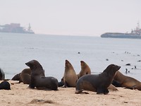 Zeehonden kolonie