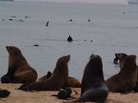 Aangenamer sfeer dan op Cape Cross