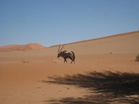 Gemsbok in het zand, beetje eenzaam