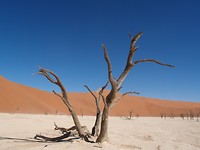 Deadvlei