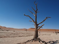 Deadvlei