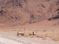 Familie gemsbok