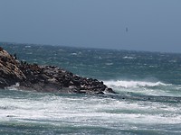 Zeehonden