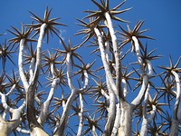 Kokerboomkruin