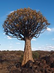 Kokerboom, 200 jaar oud