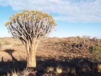 In de ochtend, kokerboom