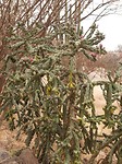Lidcactus?