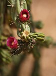 Wel mooie bloemetjes