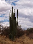 Cactus, giant?