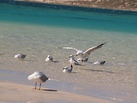 Coral Bay