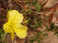 Australische duinbloem