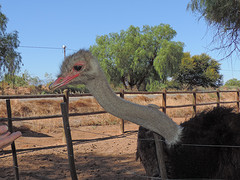 Oudtshoorn