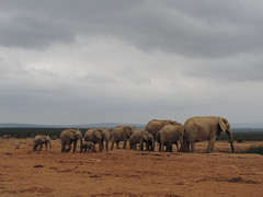 Addo Elephant park