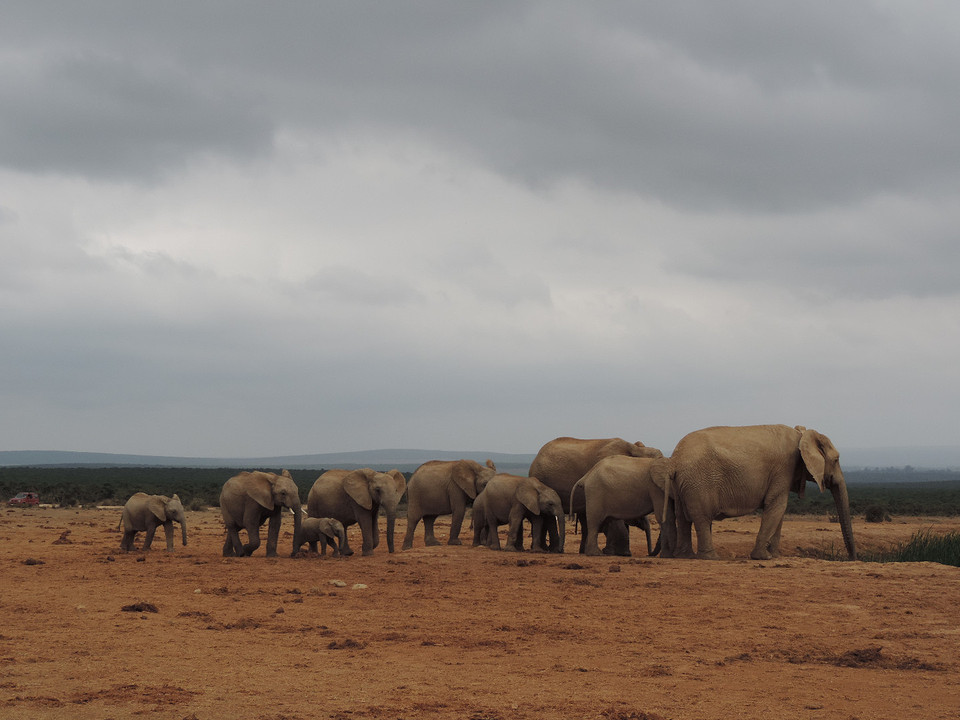 Addo Elephant park