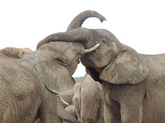 Addo Elephant park