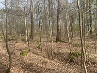 IMG_8981