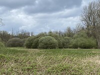 IMG_9036
