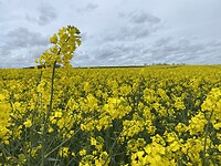 IMG_9150