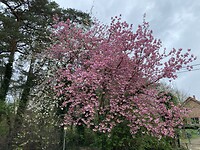 IMG_9242