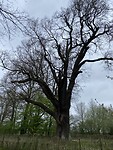 IMG_9246