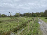 IMG_9331