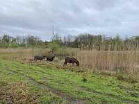 IMG_9345