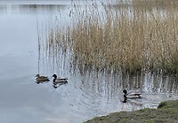 IMG_9383