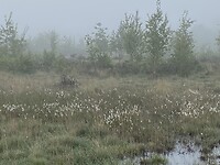 IMG_9816