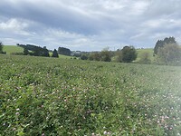IMG_2356