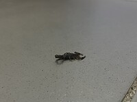 Schorpioen op de kamer 🦂