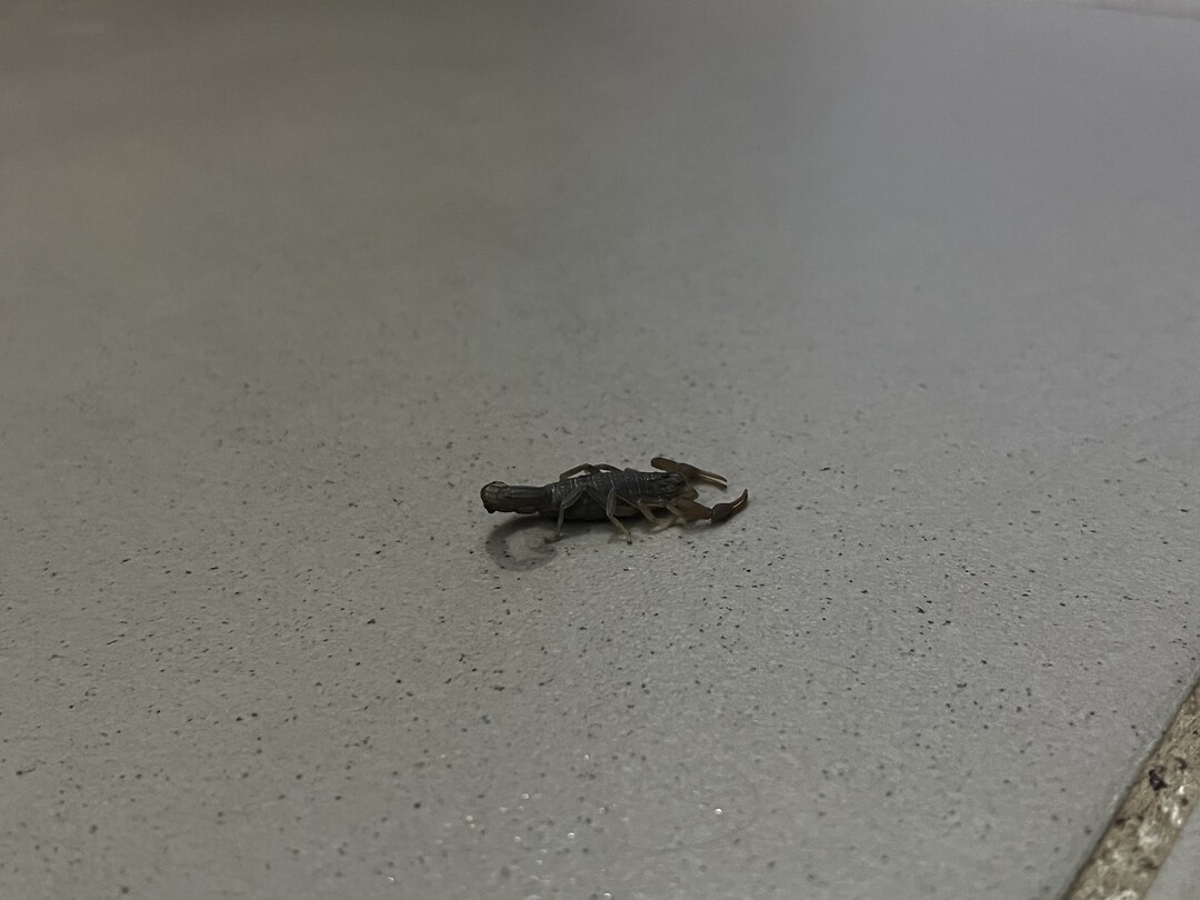 Schorpioen op de kamer 🦂