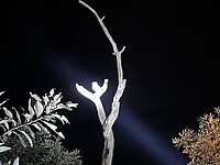 Nightsafari
