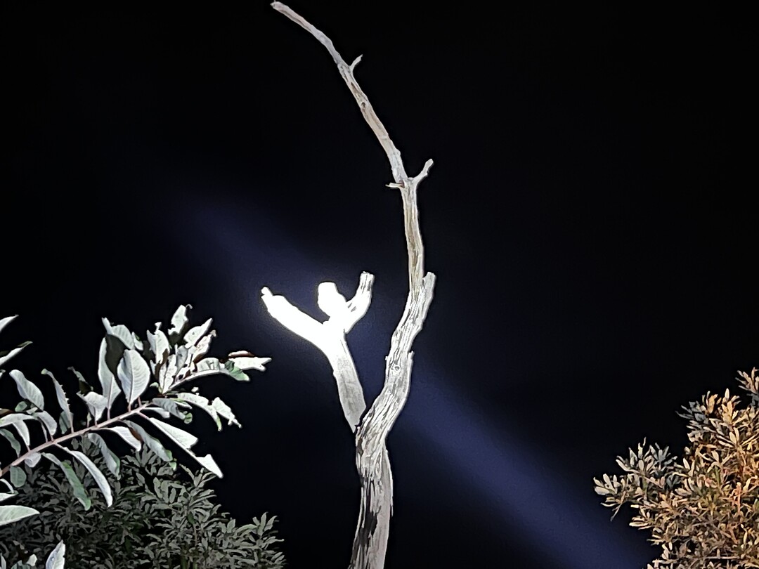 Nightsafari