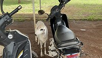 Geit, mag ik m’n motorbike? 🏍️