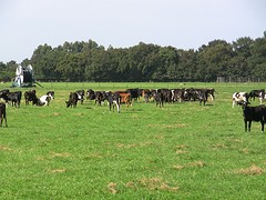 Jongvee