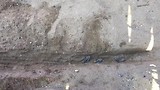 hatchlings