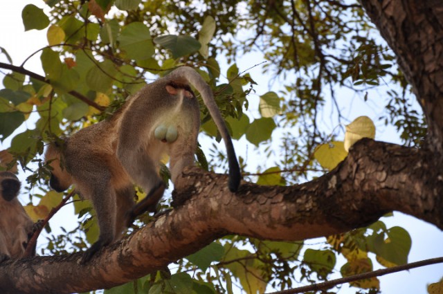 Aap met blauwe ballen | Foto | Greetje in Malawi