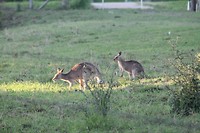 IMG_1419