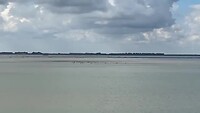 Zeehonden in de Schelde