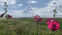 Uitzicht de Schelde