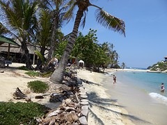 7. Tropisch plaatje